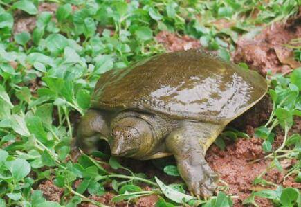 甲鱼怕蚊子什么原因_养鱼