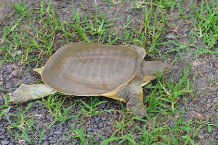 甲鱼离开水能活多久,甲鱼喂养用什么饲料_养鱼