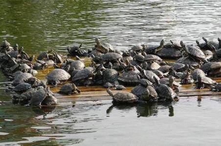 甲鱼每亩可以养多少只_养鱼