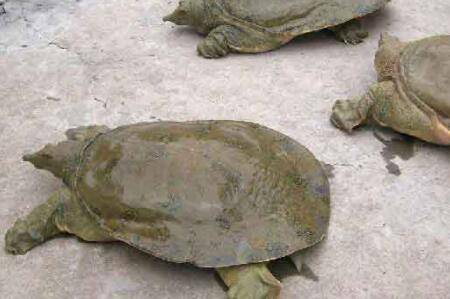 甲鱼苗喂什么饲料好_养鱼