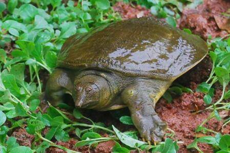 甲鱼养殖的三大要点_养鱼