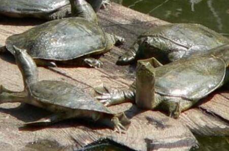 甲鱼饲喂与换水要求_养鱼