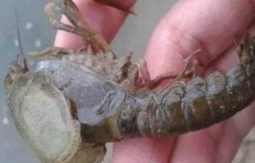 小龙虾白斑综合症的防治方法_养虾