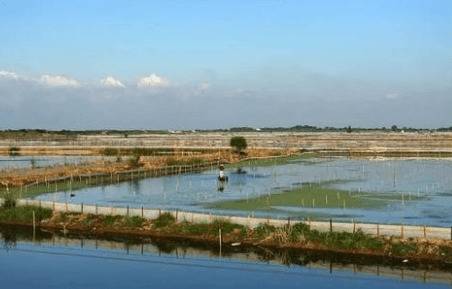 成蟹池套养小龙虾的几点注意事项_养虾