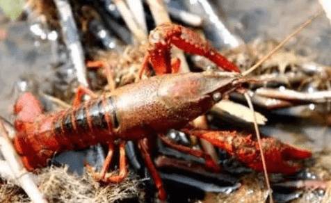 小龙虾偷死症的防治方法_养虾