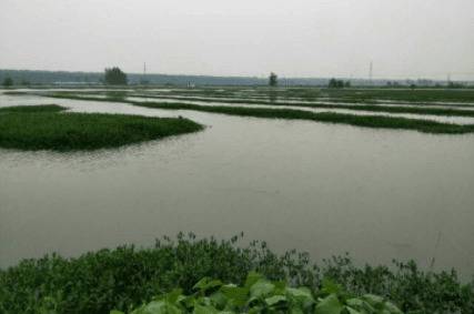 池塘养殖小龙虾把好蜕壳期管理关_养虾