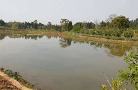 池塘养殖小龙虾把好水质调控关_养虾