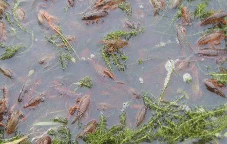 池塘养殖小龙虾把好小龙虾质量关_养虾