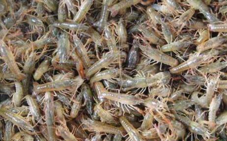 提高小龙虾苗存活率的方法_养虾