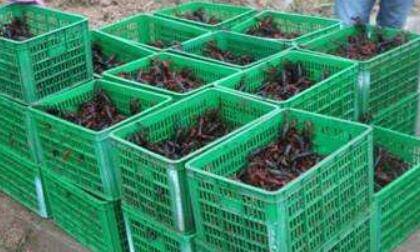 提高小龙虾苗种存活率之苗种运输方式_养虾