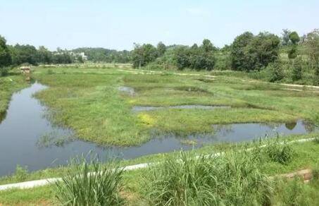 小龙虾精养的四点注意事项_养虾