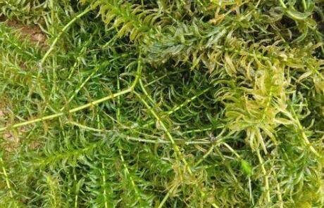 养小龙虾用伊乐藻的好处_养虾