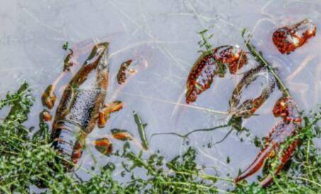 乱投喂导致小龙虾浮头的问题_养虾