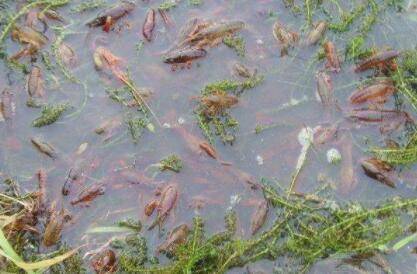 乱投喂导致小龙虾浮头的问题_养虾