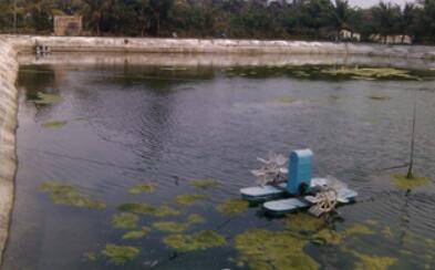 冬季小龙虾虾池青苔的防治措施_养虾