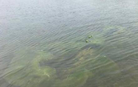 冬季小龙虾虾池青苔的防治措施_养虾