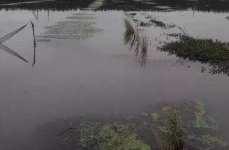 冬季小龙虾虾池青苔的处理方案_养虾