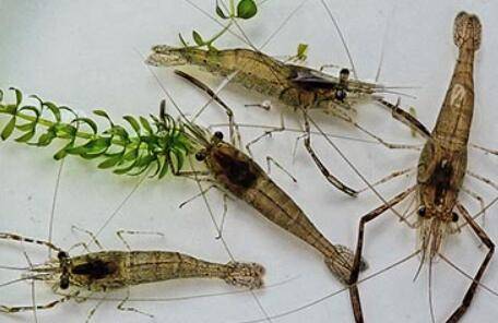 河虾发黑什么原因_养虾