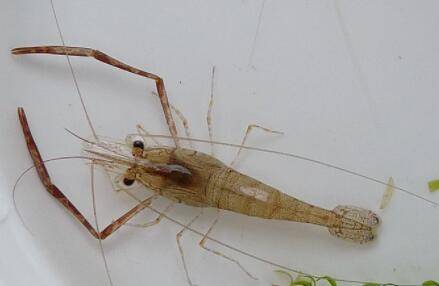 吃河虾会不会过敏_养虾