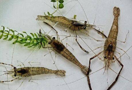 河虾养不活什么原因_养虾