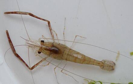 河虾养不活什么原因_养虾