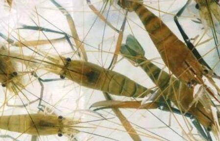 河虾雌雄怎么分辨?_养虾