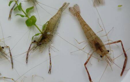 河虾一亩产量多少_养虾