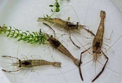 河虾是否需要氧气_养虾