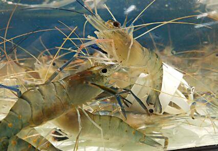 河虾和基围虾有什么区别_养虾