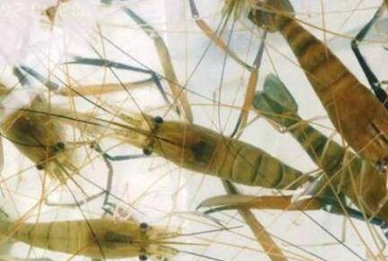 河虾腿掉了能不能长出来_养虾