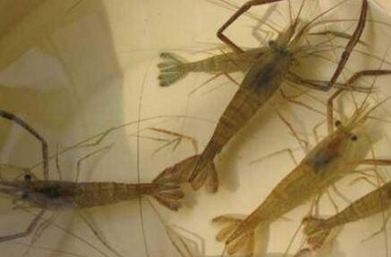 河虾没有水能活多久_养虾