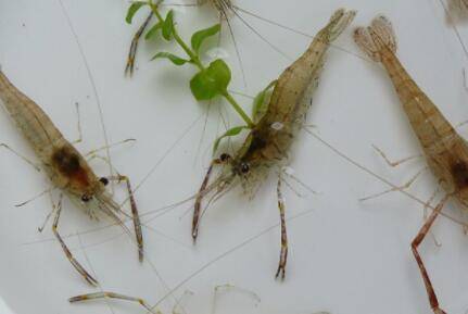 河虾是否需要氧气_养虾