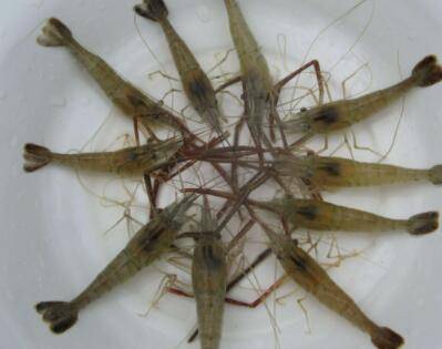 ��Ϻ�����ʲô����_��Ϻ