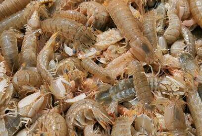 ƤƤϺ��ô������ƤƤϺע��������_��Ϻ