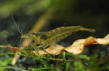 黑壳虾抱卵后多长时间孵化_养虾