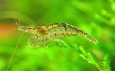 黑壳虾怎么培育与饲养?_养虾