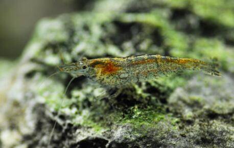 黑壳虾怎么培育与饲养?_养虾