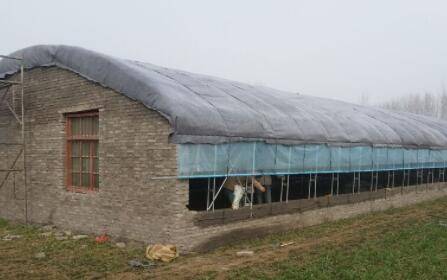 大棚养鸭子的几点要求_养鸭