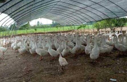一亩大棚可以养多少鸭子_养鸭