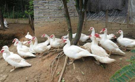 鸭子为什么吃毛_养鸭