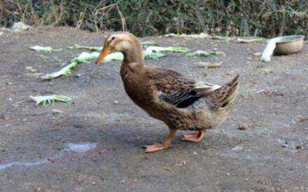药物过量引起的鸭子腹泻问题_养鸭