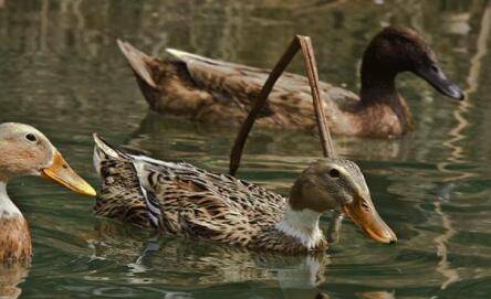 鸭子腹泻的病因之环境因素_养鸭