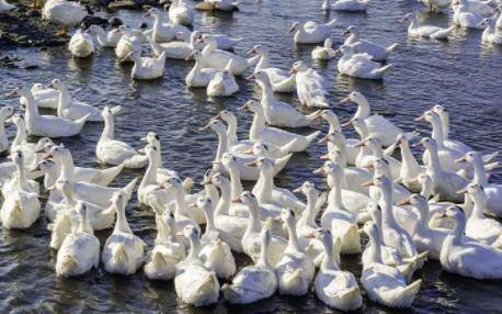鸭子腹泻病因之饲料因素_养鸭