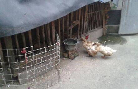 鸭舍中的光照要求_养鸭