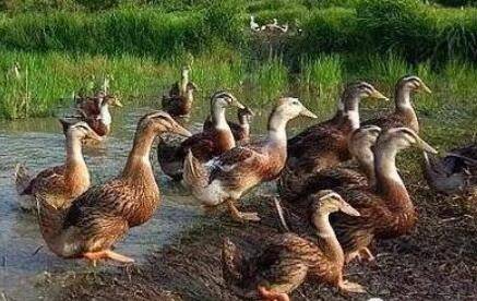 蛋鸭常用饲料配方大全_养鸭