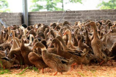 鸭舍中的湿度要求_养鸭