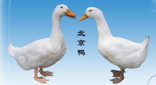 肉鸭品种之北京鸭_养鸭