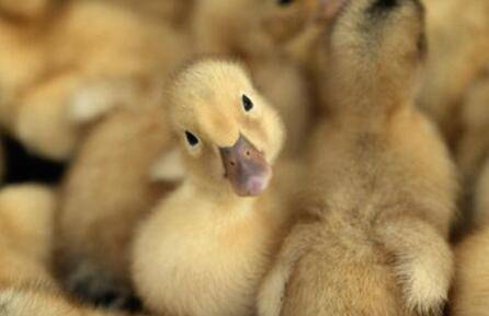 小鸭吃什么食物_养鸭