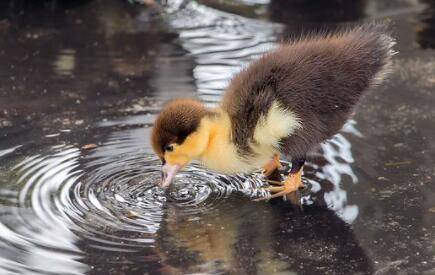小鸭子要不要控制喝水_养鸭