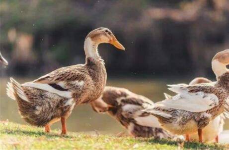 鸭子夜间吵是什么原因_养鸭